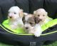 Maltipoo Puppies for sale in S First Colonial Rd, Virginia Beach, VA 23454, USA. price: $500