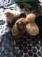 Maltipoo Puppies for sale in Little Rock, AR 72211, USA. price: $600