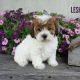 Maltipoo Puppies for sale in Canton, OH, USA. price: NA