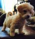 Maltipoo Puppies for sale in Paramount, CA, USA. price: NA