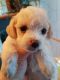 Maltipoo Puppies for sale in Cedar Creek, TX 78612, USA. price: NA
