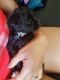 Maltipoo Puppies for sale in Hamden, CT, USA. price: $850