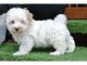 Maltipoo Puppies for sale in CA-111, Rancho Mirage, CA 92270, USA. price: NA