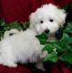 Maltipoo Puppies for sale in New Orleans St, Houston, TX, USA. price: NA