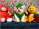 Maltipoo Puppies for sale in Texas St, Fairfield, CA 94533, USA. price: NA