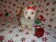 Maltipoo Puppies for sale in Texas St, Fairfield, CA 94533, USA. price: NA