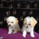 Maltipoo Puppies for sale in Ohio St, San Diego, CA, USA. price: NA