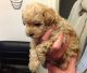 Maltipoo Puppies for sale in Richmond, VA, USA. price: $500