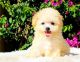 Maltipoo Puppies for sale in California St, San Francisco, CA, USA. price: $400
