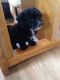 Maltipoo Puppies for sale in San Francisco, CA, USA. price: $1,200
