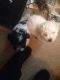 Maltipoo Puppies for sale in San Francisco, CA, USA. price: $550