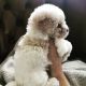 Maltipoo Puppies for sale in San Francisco, CA, USA. price: $1,500