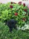 Maltipoo Puppies for sale in Thousand Oaks, CA, USA. price: NA