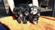Maltipoo Puppies for sale in Houston, TX 77001, USA. price: NA