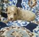 Maltipoo Puppies for sale in Rockford, MI, USA. price: $1,500