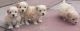 Maltipoo Puppies for sale in Indianapolis Blvd, Hammond, IN, USA. price: NA