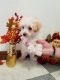 Maltipoo Puppies for sale in Richland Center, WI 53581, USA. price: NA