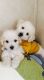 Maltipoo Puppies for sale in Justice, IL 60458, USA. price: NA