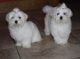 Maltipoo Puppies for sale in Cambridge, MA, USA. price: $600