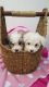Maltipoo Puppies for sale in New Orleans, LA, USA. price: NA