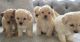 Maltipoo Puppies for sale in California Ave, South Gate, CA 90280, USA. price: NA