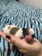 Maltipoo Puppies for sale in La Puente, CA 91746, USA. price: NA