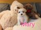 Maltipoo Puppies for sale in Los Angeles, CA 90006, USA. price: NA