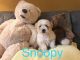 Maltipoo Puppies for sale in Los Angeles, CA 90006, USA. price: NA