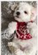 Maltipoo Puppies for sale in Kingsford Dr, Houston, TX 77094, USA. price: NA
