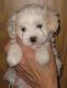 Maltipoo Puppies for sale in Waltham, MA, USA. price: NA