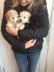 Maltipoo Puppies for sale in New York, IA 50238, USA. price: NA