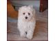 Maltipoo Puppies for sale in California State Route 2, Los Angeles, CA, USA. price: NA
