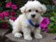 Maltipoo Puppies for sale in Richmond, VA, USA. price: $350