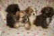 Maltipoo Puppies for sale in Largo, FL, USA. price: $600