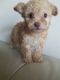 Maltipoo Puppies for sale in Los Angeles, CA 90042, USA. price: NA