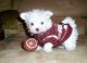 Maltipoo Puppies for sale in Des Moines, IA, USA. price: $350