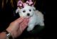 Maltipoo Puppies for sale in Charleston, WV, USA. price: NA