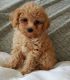 Maltipoo Puppies for sale in Pennsylvania Ave NW, Washington, DC, USA. price: $700