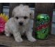 Maltipoo Puppies for sale in Pennsylvania Ave NW, Washington, DC, USA. price: $750