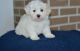 Maltipoo Puppies for sale in Pennsylvania Ave NW, Washington, DC, USA. price: $800