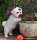 Maltipoo Puppies for sale in Pennsylvania Ave NW, Washington, DC, USA. price: $750