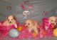 Maltipoo Puppies for sale in Oak Park, IL, USA. price: NA