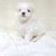 Maltipoo Puppies for sale in Rowland Heights, CA, USA. price: NA