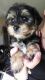 Maltipoo Puppies for sale in Modesto, CA 95350, USA. price: NA