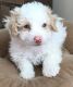 Maltipoo Puppies for sale in Fort Mill, SC, USA. price: NA