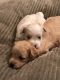 Maltipoo Puppies for sale in Navasota, TX 77868, USA. price: NA