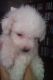 Maltipoo Puppies for sale in Pahrump, NV, USA. price: NA