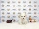 Maltipoo Puppies for sale in Temple City, CA, USA. price: NA