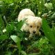 Maltipoo Puppies for sale in Ooltewah, TN, USA. price: $950