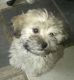 Maltipoo Puppies for sale in Titusville, PA 16354, USA. price: $850